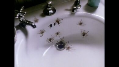 Арахнофобия | Arachnophobia (1990)